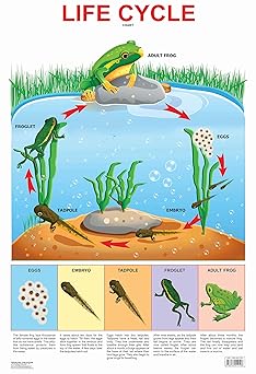 LIFE CYCLE CHART