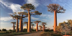 Africa